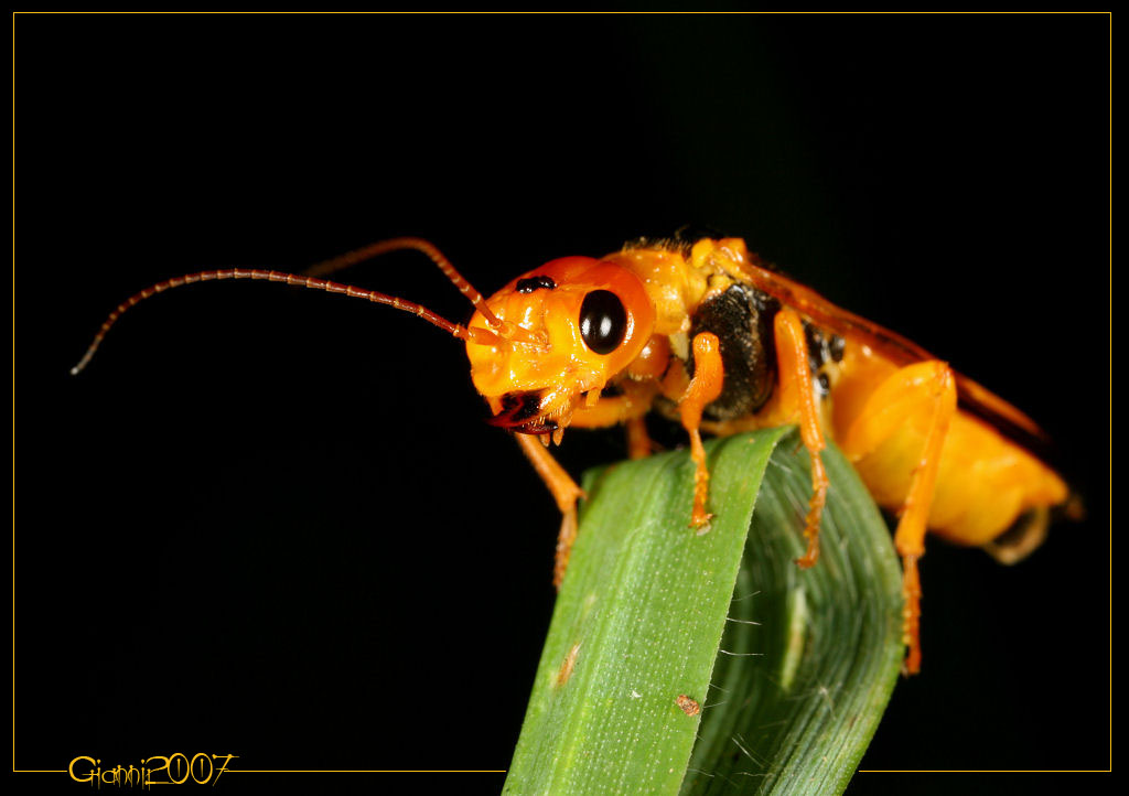 Pamphilius betulae (Hymenoptera, Pamphiliidae)